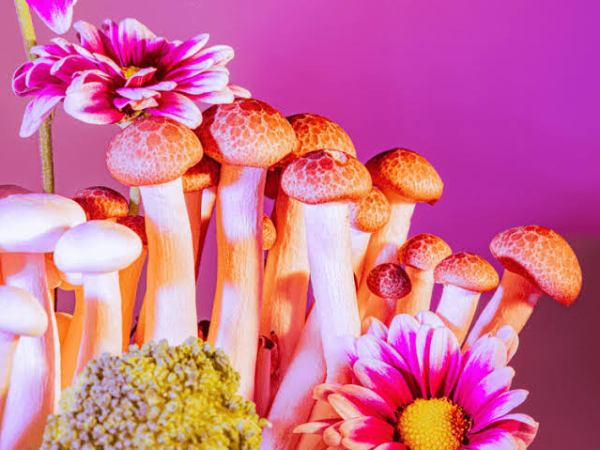 Australia legaliza el consumo de MDMA y los hongos alucinógenos para tratar enfermedades de salud&nbsp;mental.