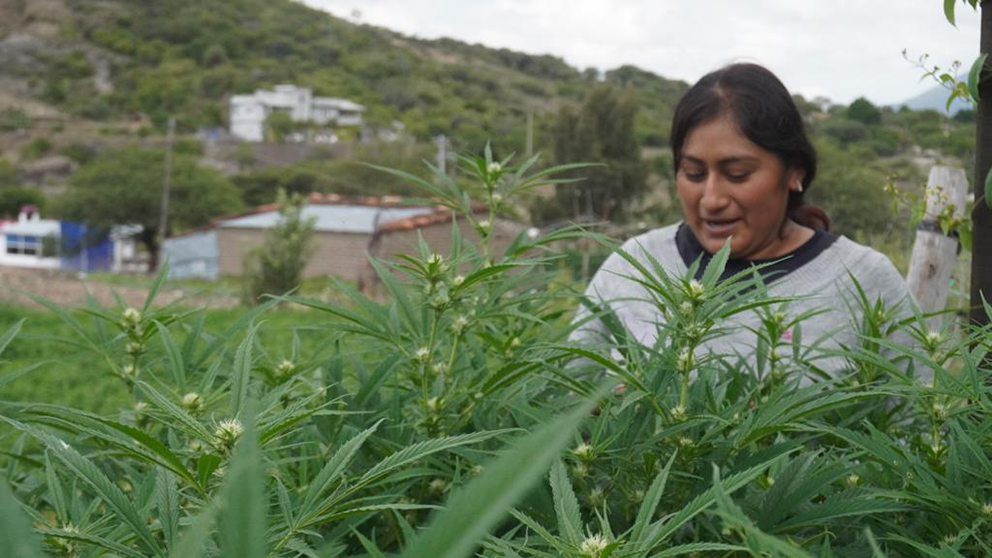 Las curanderas oaxaqueñas que cultivan cannabis 